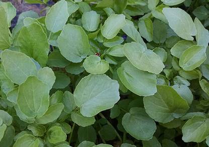 Mozette Organic water cress herb Seed