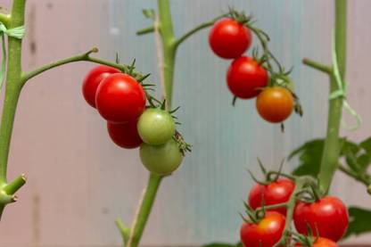 Hanumakkhya tomato Seed