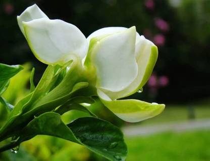 KNESSiN Cape Jasmine White Jasmine Bonsai Plants Seed