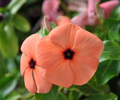 Seedsqlty Hybrid vinca seeds, high germination (17 seeds) Seed