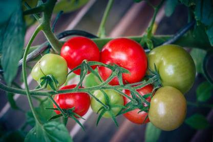 Petsella tomato Seed