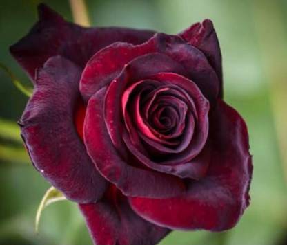 greenfarm NXV- Fragrant Rose Flower Seeds/Gulab Seeds , 80 X Seeds ,mmm69 Seed