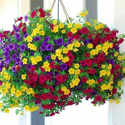 CYBEXIS KGF -88 - Hanging Petunia Mixed Color Bright Flowers - (540 Seeds) Seed