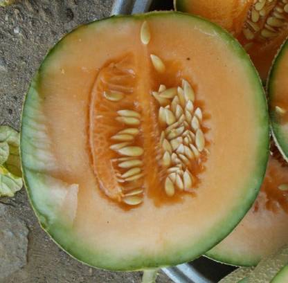MRCY Japanese Musk Melon Seed