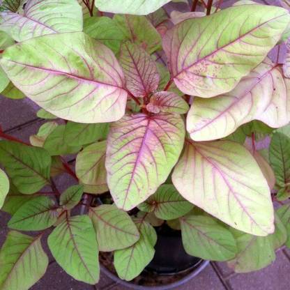 Hmr Red spinach (Amaranthus dubius) Seed