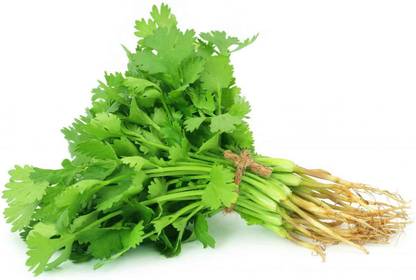 XOLDA Coriander Seed