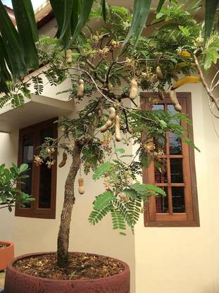 Aywal Fresh Thai Tamarind Fruit Seed