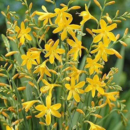 VibeX ® LXI-31 Yellow Rain Lily Seeds Seed