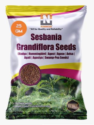 Numinous Sesbania Grandiflora, Hummingbird Tree, Hadga, Agust, Agase, Avisa, Agati, Agastya, Swamp-Pea Seed