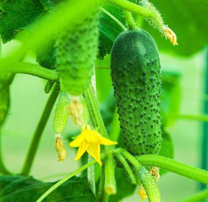 CYBEXIS High Germination Cucumber Seeds Green-250 Seeds Seed