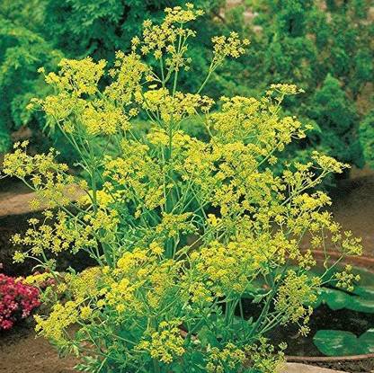 VibeX PAU-45 - Dill Dwarf Fernleaf Herb - (250 Seeds) Seed