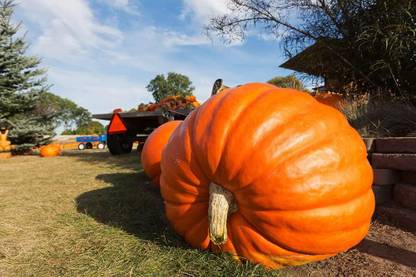 Qualtivate XXX-7A World Record Pumpkin to Plant Seed