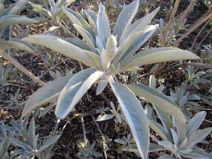 VibeX ® VXI-79 White Sage Seeds - Salvia apiana Seed