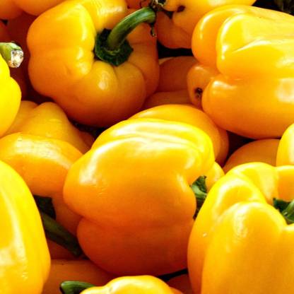 VibeX VVI-55 - Yellow Shimla Mirch Capsicum - (150 Seeds) Seed
