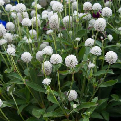 STARKC Makhmali-Vadamalli Gomphrena Globosa Seed