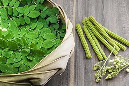 VibeX XLL-18 - Moringa Tree (Moringa oleifera) - (1350 Seeds) Seed