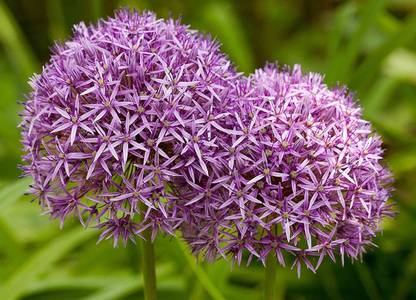 WILLVINE NDIR-500 Huge Hardy Ornamental Onion Seeds-1500 Seeds Seed