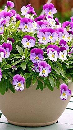Lorvox Pansy Flower Seed