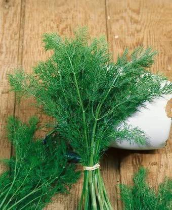 CYBEXIS VXI-87 - Herb Dill Teddy (Yellow) - (250 Seeds) Seed