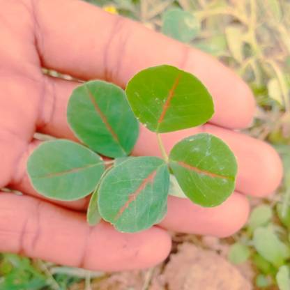 Apurba Agriculture Clover, Red Clover, Red Clover Plant Seed Seed