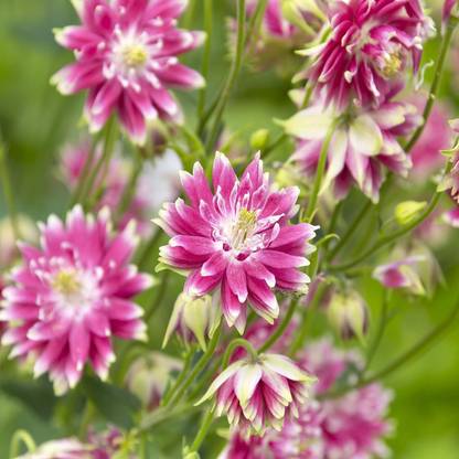 NooElec Seeds India 50 Seeds- Aquilegia Columbine Nora Barlow Garden Flower Seed