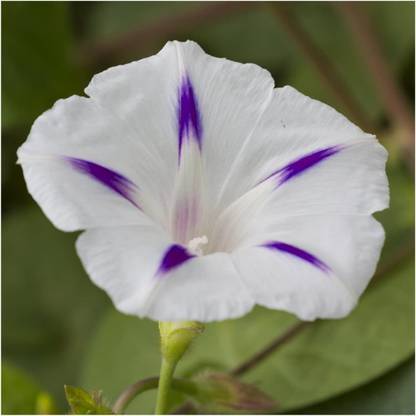 WILLVINE ™ Milky Way Morning Glory (Ipomoea purpurea)-100 SEEDS Seed