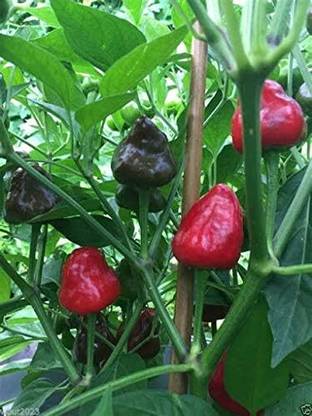 KNESSiN Facing Heaven Chilli Pepper Seed