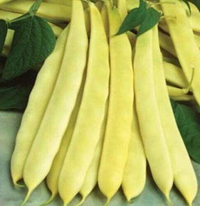 KNESSiN French Bean Capitano Seed