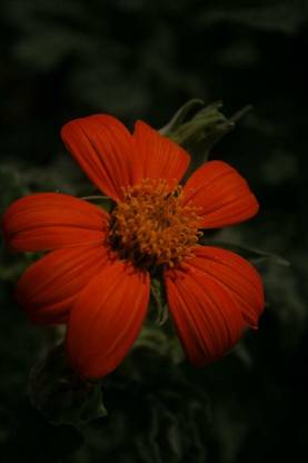 madrid Tithonia rotundifolia, 'Torch'Mexican Sunflower Seed