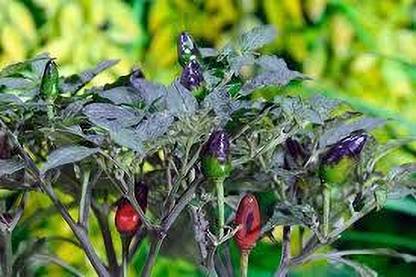 greenfarm XZCI- Chilli Seeds / Mirchi Seeds Organic , imported 400 X seeds ,zx116 Seed