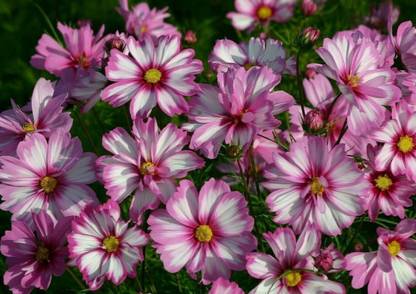 VibeX LXI-5 - Capriola Cosmos Flower - (30 Seeds) Seed