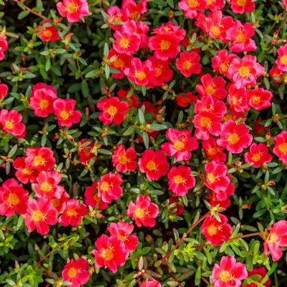 Shivnami Garden Porsulane, Little Hogweed, Pusley, Wild Portulaca, Moss Rose, Pigweed, Duckweed Seed