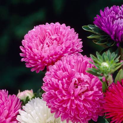 BHUSAN Aster Seed