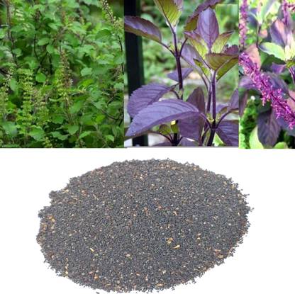 AA ENTERPRISES Holi Tulasi Seeds Seed