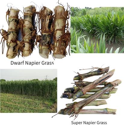 N.G.M. AGROCARE Dwarf Napier/Indonesian Napier & Super Napier, Each 10 Total 20 Grass Stick Seed