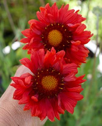 WATIKA Gaillardia aristata ‘Burgunder’ Seed