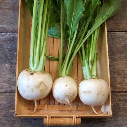 YEH Shogoin Turnip White Seed