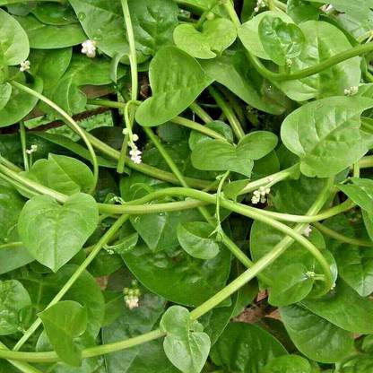 VibeX GUA-49 - Malabar Spinach - (250 Seeds) Seed