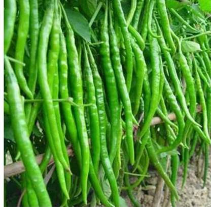Mirch Best quality F1 hybrid chilli vegetable seeds 10g pouch, highest yield Verity Seed