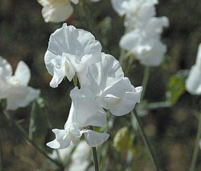 CYBEXIS Sweet Pea - Royal Wedding Seed