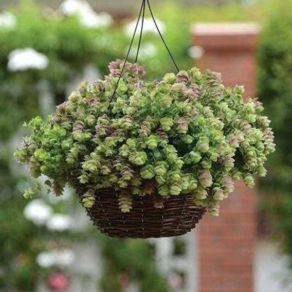 ActrovaX Kirigami Ornamental Oregano(Origanum X Hybrida) [250 Seeds] Seed