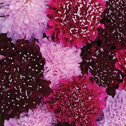 M-Tech Gardens Rare Hybrid Scabiosa " Summer Fruits " Exotic 30 Seed
