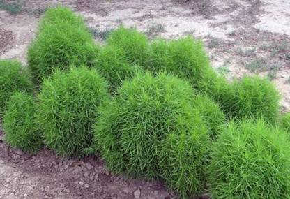 UGRA Burning Bush Seeds Seed