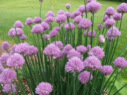 VibeX XLL-86 - Garden Chives Green - (250 Seeds) Seed