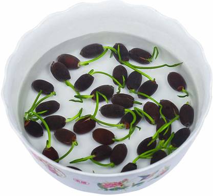 KANAYA Lotus Seed