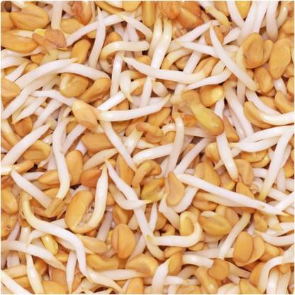 Biosnyg HUA-26 Fenugreek Herb (Trigonella foenum-graecum)-[800 Seeds] Seed