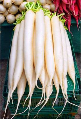 CHILLATAI Radish / Mooli / Mulangi Seeds Best For Home And Terrace Garden Seed