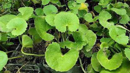 BDSresolve Vallarai keerai/seeds 3 Seed