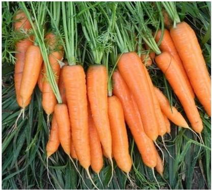 CRGO GAAJAR, CARROT Seed