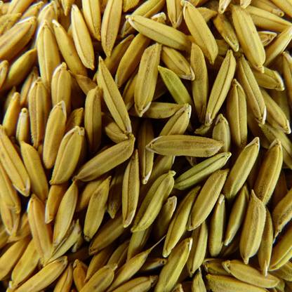 SREE Basmati Paddy, Rice Seed for Farming & Agriculture, 1Kg Per Packet, Basmati Seed